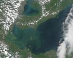 Algal bloom in the west end of Lake Erie captured by MODIS