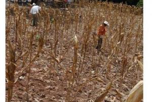 Droughts affecting Latin America
