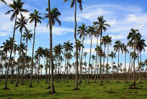 Palm Tree Detection in Tongatapu for Carbon Credit Estimation